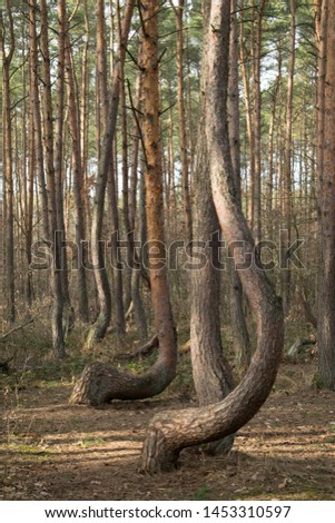 Curved trees in gryfino, poland