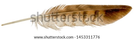 Falcon feather isolated on white background.