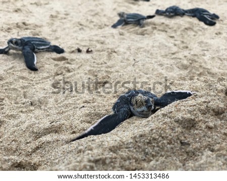 photo of Sea turtle in the Galapagos island Royalty-Free Stock Photo #1453313486
