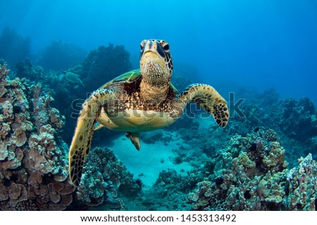 photo of Sea turtle in the Galapagos island Royalty-Free Stock Photo #1453313492