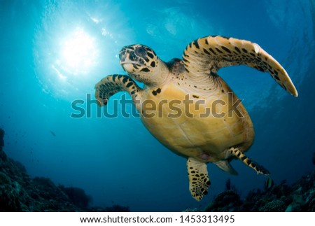 photo of Sea turtle in the Galapagos island Royalty-Free Stock Photo #1453313495