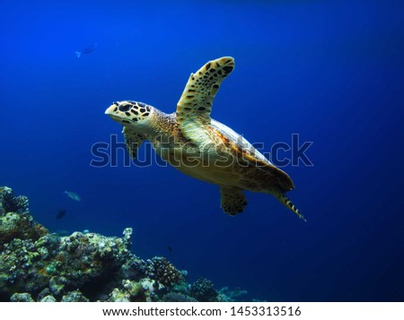 photo of Sea turtle in the Galapagos island Royalty-Free Stock Photo #1453313516