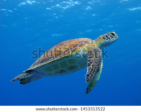 photo of Sea turtle in the Galapagos island Royalty-Free Stock Photo #1453313522