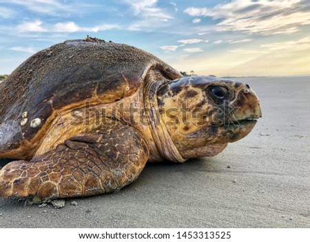 photo of Sea turtle in the Galapagos island Royalty-Free Stock Photo #1453313525