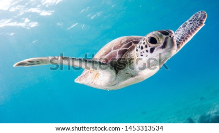photo of Sea turtle in the Galapagos island Royalty-Free Stock Photo #1453313534