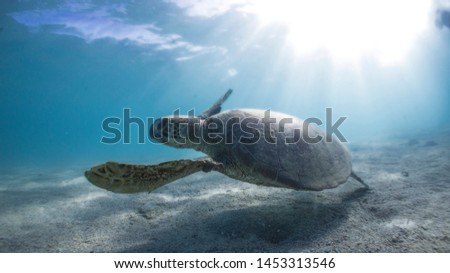 photo of Sea turtle in the Galapagos island Royalty-Free Stock Photo #1453313546