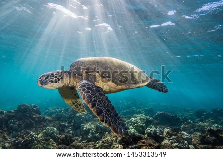 photo of Sea turtle in the Galapagos island Royalty-Free Stock Photo #1453313549
