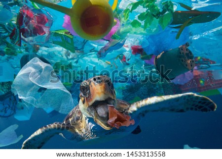 photo of Sea turtle in the Galapagos island Royalty-Free Stock Photo #1453313558
