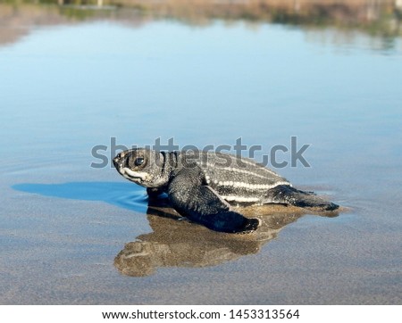 photo of Sea turtle in the Galapagos island Royalty-Free Stock Photo #1453313564