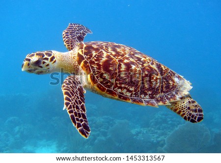 photo of Sea turtle in the Galapagos island Royalty-Free Stock Photo #1453313567