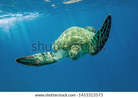 photo of Sea turtle in the Galapagos island Royalty-Free Stock Photo #1453313573