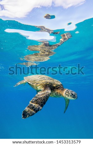 photo of Sea turtle in the Galapagos island Royalty-Free Stock Photo #1453313579