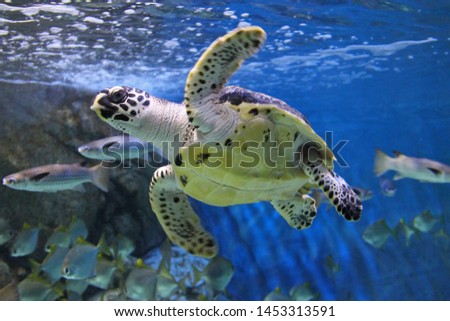 photo of Sea turtle in the Galapagos island Royalty-Free Stock Photo #1453313591