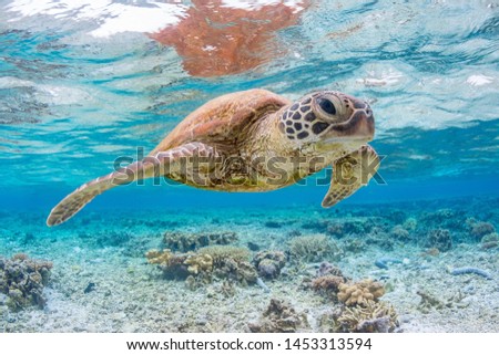 photo of Sea turtle in the Galapagos island Royalty-Free Stock Photo #1453313594