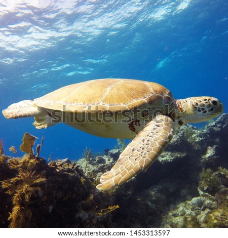 photo of Sea turtle in the Galapagos island Royalty-Free Stock Photo #1453313597