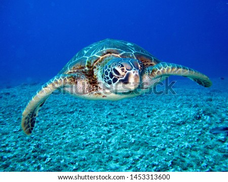 photo of Sea turtle in the Galapagos island Royalty-Free Stock Photo #1453313600