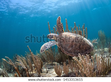 photo of Sea turtle in the Galapagos island Royalty-Free Stock Photo #1453313615