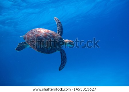 photo of Sea turtle in the Galapagos island Royalty-Free Stock Photo #1453313627