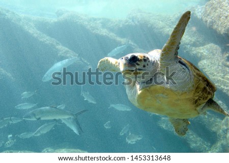 photo of Sea turtle in the Galapagos island Royalty-Free Stock Photo #1453313648