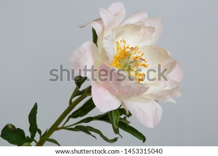 Gently pink peony isolated on gray background.