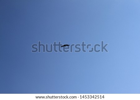 bird eagle flies on blue sky with clouds