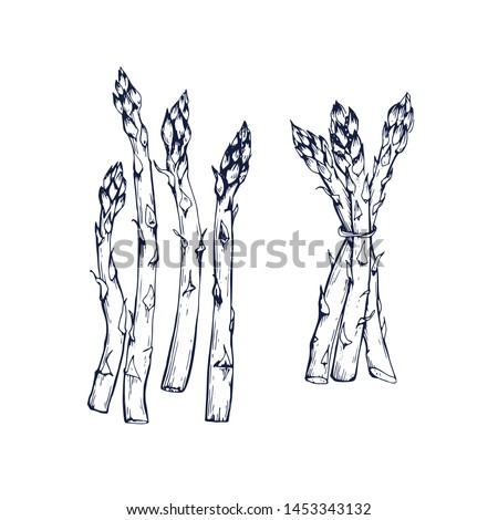 Asparagus collection botanical hand drawn Isolated vector illustration. Organic vegetarian product. Asparagus symbols set applicable for restaurant menu or packaging, label, poster, print. Engraving Royalty-Free Stock Photo #1453343132