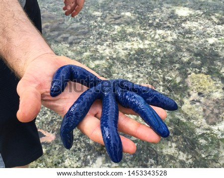 Blue starfish or blue sea star on man’s hand in Vanuatu sea