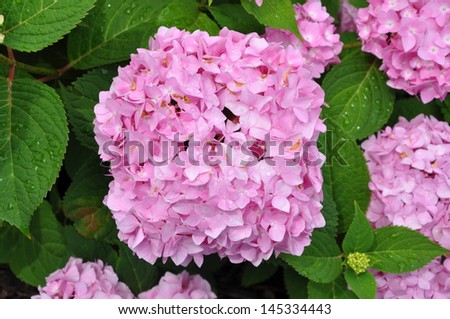 Clusters of pink flowers