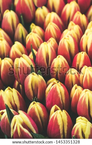 Detail of beautiful red yellow tulips. Bouquet of flowers. Picture from above. Tulips filter. Holland concept, amazing flowers