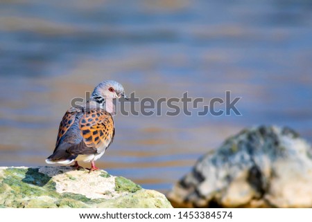 Colorful Dove. Nature background. Bird: European Turtle Dove. Streptopelia turtur.
