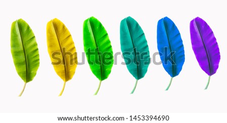 green banana leaf isolated on white background with clipping path for design elements, summer background, abstract green leaves texture, nature background