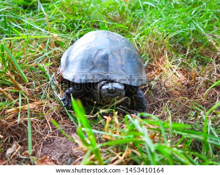              the swamp turtle in the green grass on a walk                  