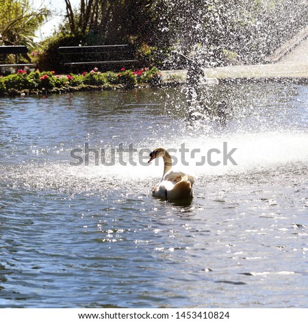 Monte Palace Tropical Garden, Funchal, Madeira, Portugal photographed March 2019. A swan is swimming towards a waterfall in a fountain. Sun makes the water drops shiny and makes the view magical.
