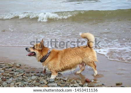 red hair welsh corgi pembroke have fun on a beach. Dog swimming, bath time