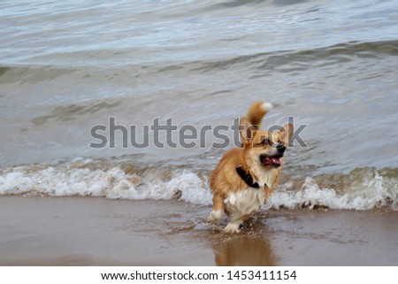 red hair welsh corgi pembroke have fun on a beach. Dog swimming, bath time
