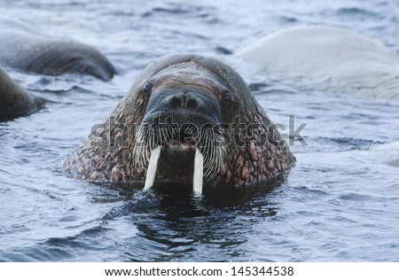 Norway Spitsbergen Walruse in water close up