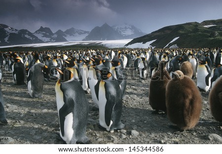 UK South Georgia Island colony of King Penguins Royalty-Free Stock Photo #145344586