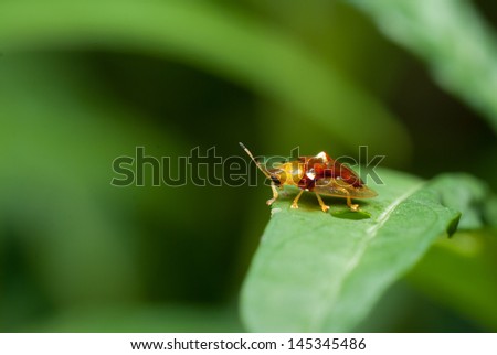 a beetle on leaf.