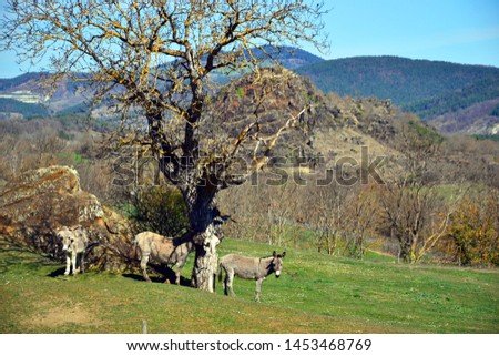Portrait of a herd of gray donkeys. They live in a large field and have settled under a tree. You can see the ancient volcanoes of Auvergne in the background. Donkeys live in the wild.