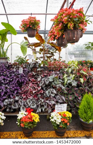 Colorful flowers and plants in a greenhouse. Strobilanthes, begonias and caladium. 