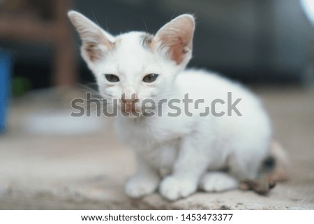 Cute baby tabby kitten Outdoor