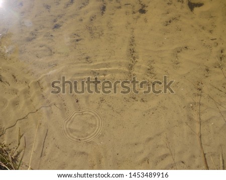 circles on the clear water of the lake in summer from drops