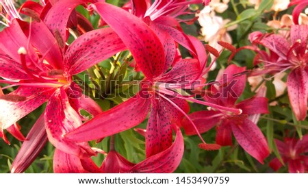 Red lily flower with bright tiger color close up with stamens and pistil