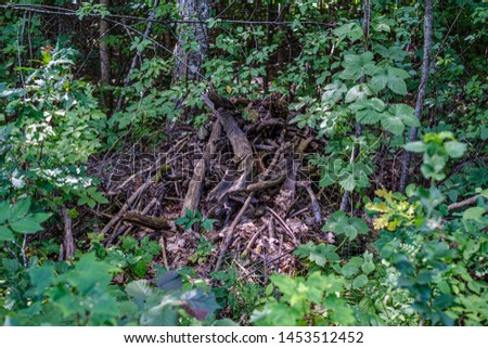 pile of old dry wooden logs and branches in green forest in summer day