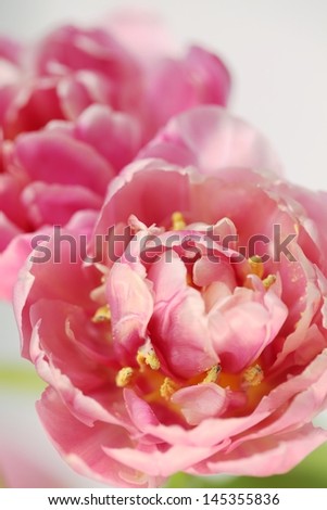 Close-up of tulips. Selective focus, shallow DOF.