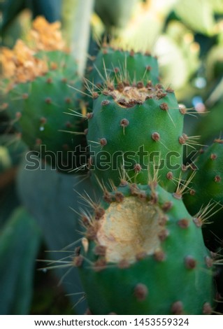 Fresh succulent cactus closeup. Green plant cactus with spines.