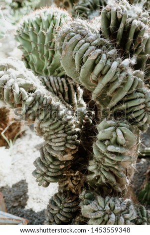 Cactus on the nature background 
Minimal creative stillife