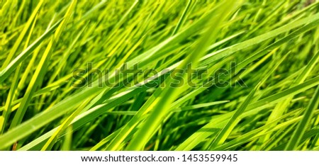 Green grass natural look texture and background