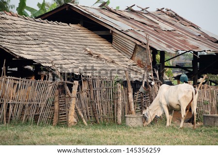 cow in village.