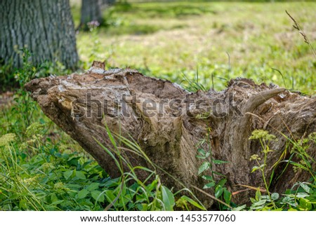 pile of old dry wooden logs and branches in green forest in summer day